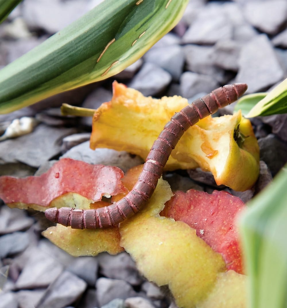 Pencil and paper clip bug: earthworm